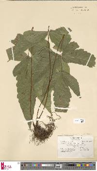 Tectaria trifoliata image