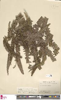 Diplopterygium blotianum image