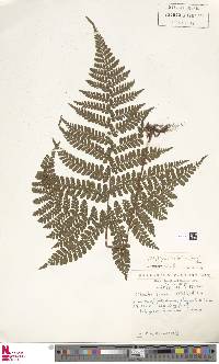 Triplophyllum pilosissimum image
