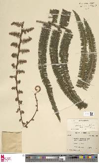 Diplopterygium chinense image