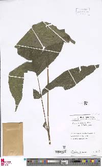 Tectaria trifoliata image