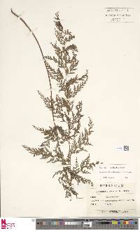Odontosoria chinensis subsp. chinensis image