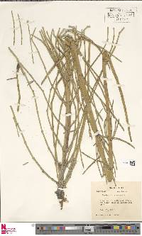 Equisetum giganteum image