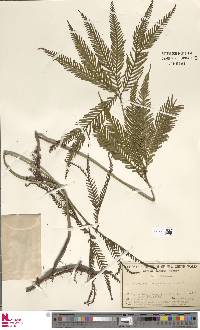 Sticherus flabellatus image
