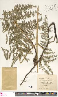 Pteridium arachnoideum subsp. arachnoideum image