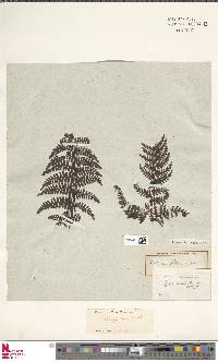 Dryopteris alpina image