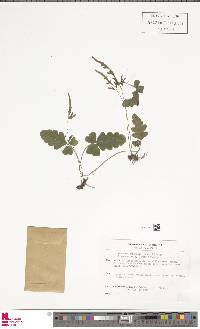 Tectaria zeilanica image