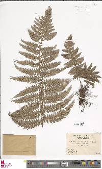 Polystichum chilense image