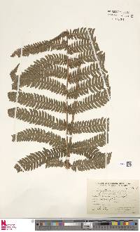 Dryopteris whangshanensis image