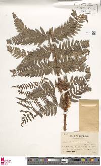 Dryopteris lacera image