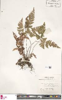 Dryopteris aemula image