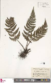 Dryopteris saxifraga image