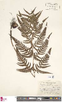 Dryopteris setosa image