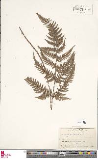 Dryopteris setosa image