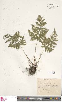 Dryopteris campyloptera image