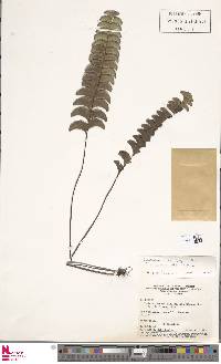 Lindsaea schomburgkii image