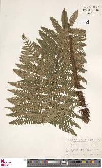 Dryopteris crassirhizoma image