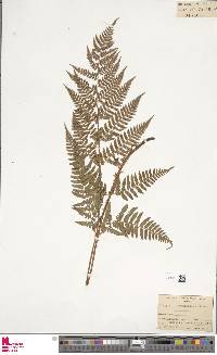 Dryopteris hondoensis image