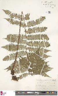 Dryopteris monticola image