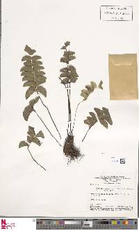 Lindsaea falcata image