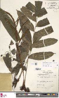 Lomariopsis prieuriana image