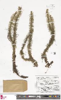 Phlegmariurus pithyoides image