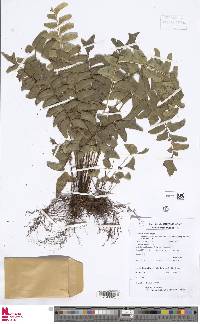 Lindsaea falcata image