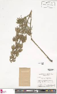 Image of Palhinhaea pendulina