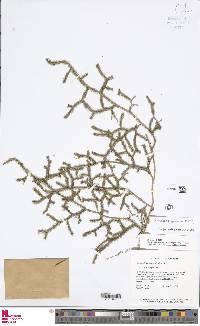 Palhinhaea steyermarkii image