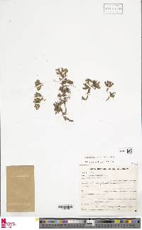 Image of Palhinhaea bradei
