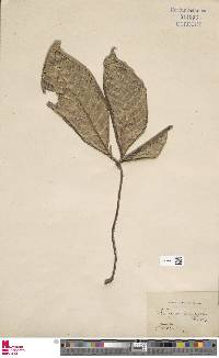 Christensenia aesculifolia image