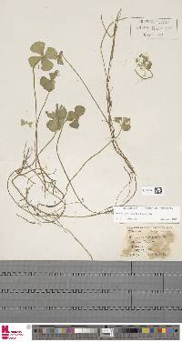 Marsilea quadrifolia image