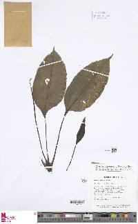 Danaea simplicifolia image