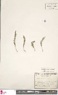 Tmesipteris ovata image