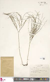 Psilotum nudum image