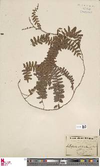 Arthropteris palisotii image