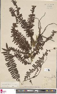 Arthropteris palisotii image