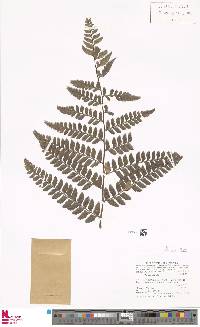 Polystichum biaristatum image