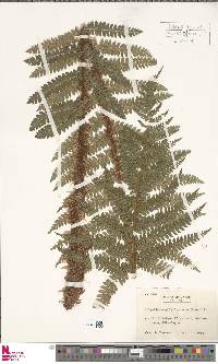 Polystichum polyblepharum image