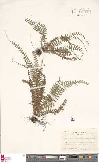 Polystichum craspedosorum image