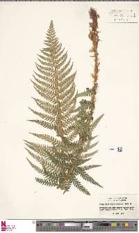 Polystichum andersonii image