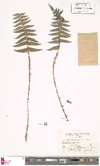 Image of Polystichum caruifolium