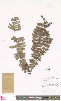 Polybotrya glandulosa image