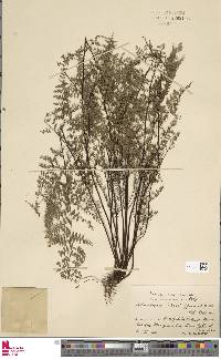 Image of Adiantopsis reesii