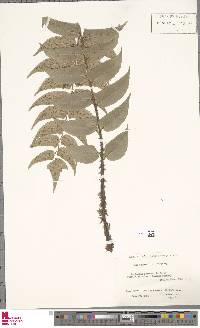 Cyrtomium fortunei var. clivicola image