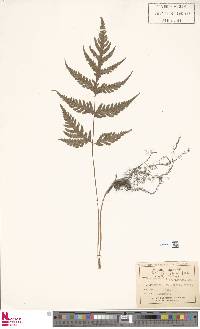 Tectaria fuscipes image