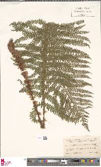 Polystichum retrosopaleaceum image