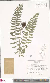 Polystichum formosanum image