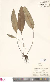 Elaphoglossum martinicense image