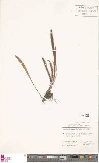 Elaphoglossum gayanum image